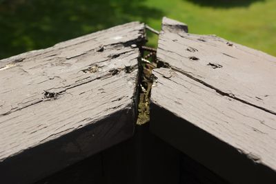 Close-up of bee on wood