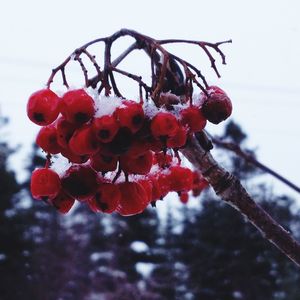 Close-up of red berries on tree
