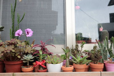 Potted plants on window of building