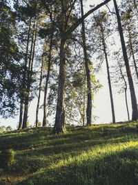 Trees in forest