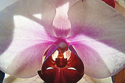 Close-up of pink flower