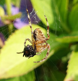 Spider on web