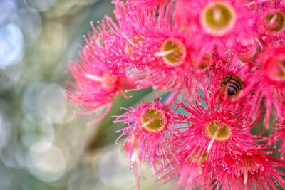 Close-up of pink flowers blooming outdoors