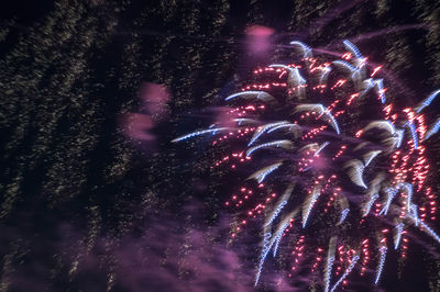 Low angle view of firework display at night