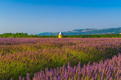 Scenic view of flowering plants on field against sky