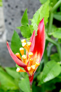 Close-up of red flower