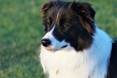 Close-up of dog looking away