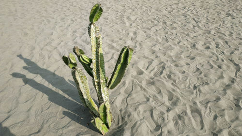 High angle view of plant on beach