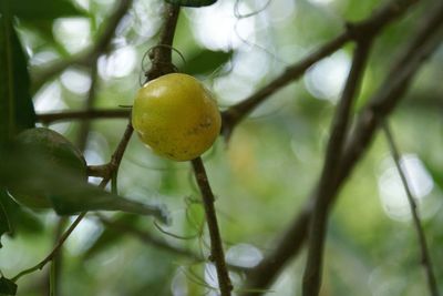 Close-up of leaves