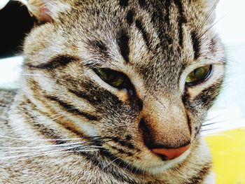 Close-up portrait of a cat