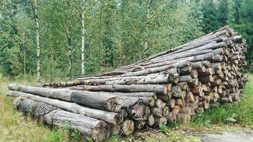 Stack of logs in forest