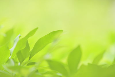 Close-up of green leaves