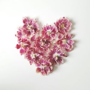 Close-up of pink flower over white background