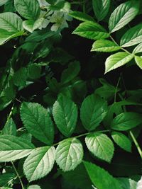 Full frame shot of leaves