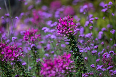 Close-up of pink flowering plant