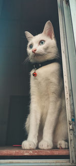 Portrait of cat sitting on table