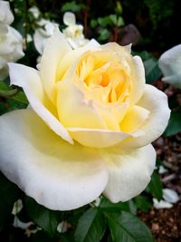 Close-up of rose blooming outdoors