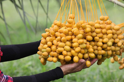 Midsection of person holding fruits