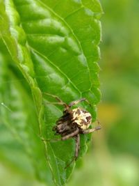 Close-up of insect on leaf