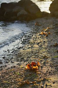 Rocks in sea