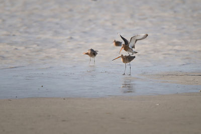 Birds in lake