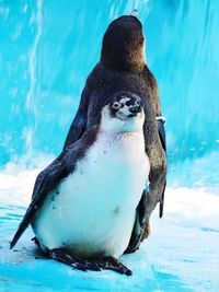 Close-up of penguin at sea shore