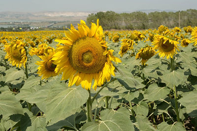 Close-up of sunflower field