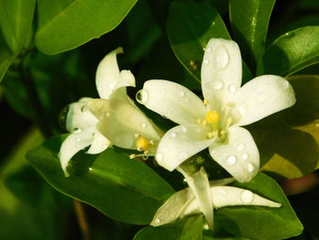 Close-up of wet yellow flowers blooming outdoors