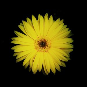 Close-up of yellow flower against black background