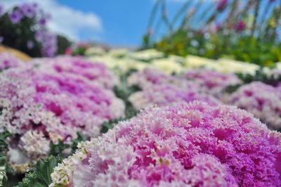 Close-up of pink flowering plants on field