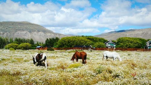 Cows grazing on field