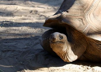 View of animal on beach