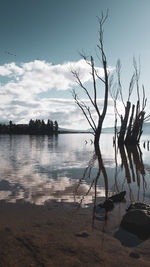 Bare tree on lake shore against sky