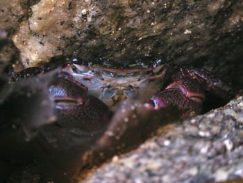 Close-up of crabs amidst rocks