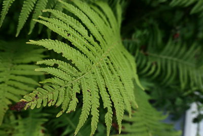 Close-up of fern leaves