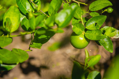 Close-up of fruits growing on tree