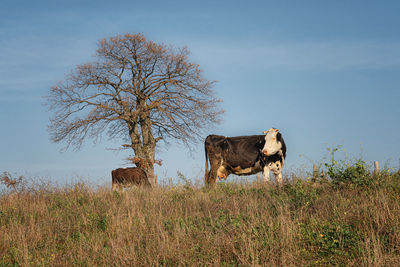 A cow out to pasture