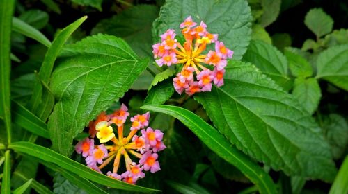 Close-up of fresh orange flowers blooming in park