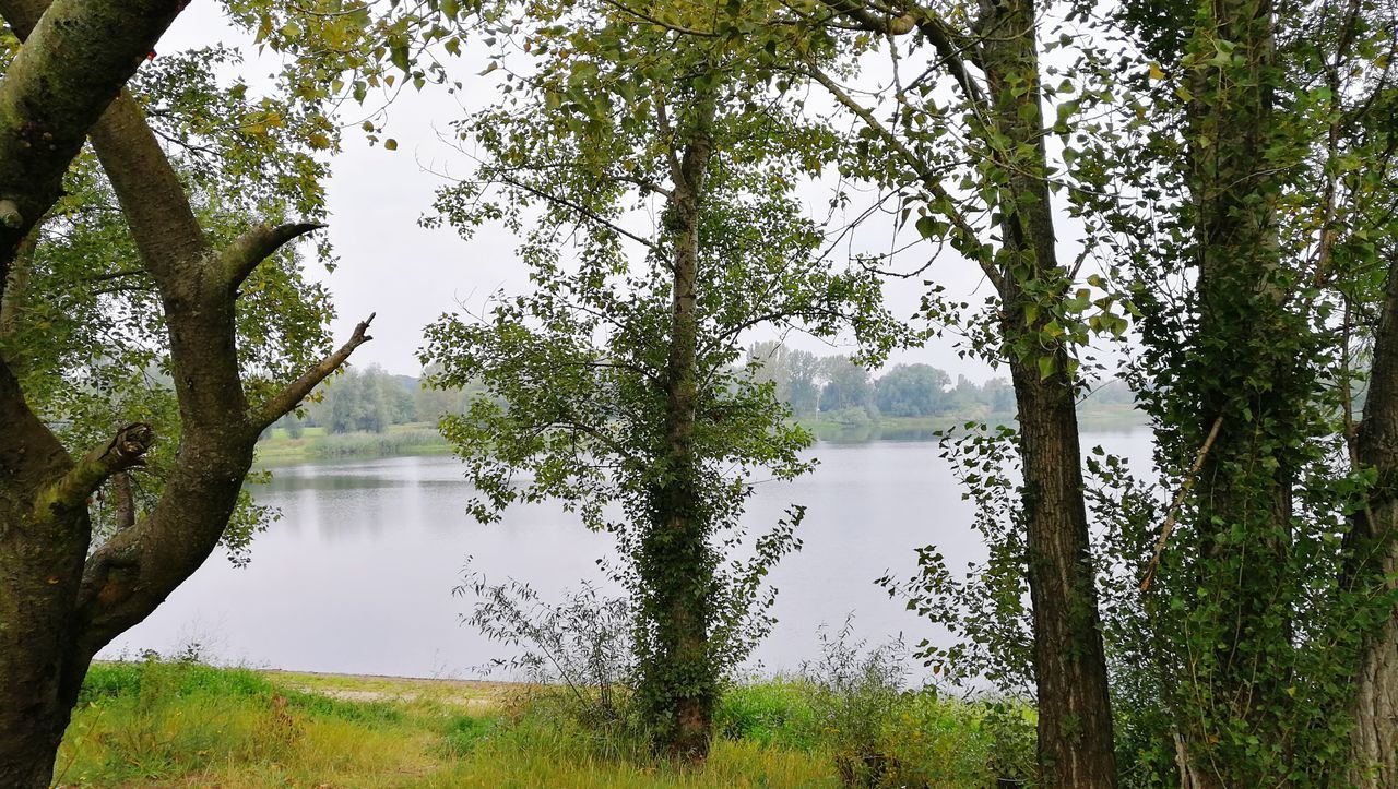 tree, nature, water, tranquil scene, lake, beauty in nature, tranquility, growth, scenics, day, outdoors, idyllic, tree trunk, no people, non-urban scene, landscape, reflection, green color, branch, forest, sky, grass