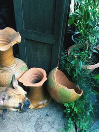 High angle view of cat on plants
