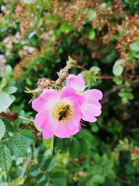 Close-up of pink flower