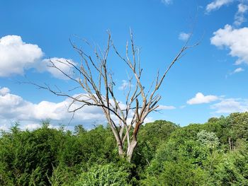 Plants growing on land against sky