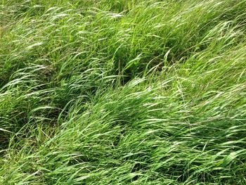 Full frame shot of grassy field