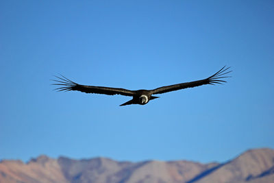 Low angle view of vulture flying in clear blue sky