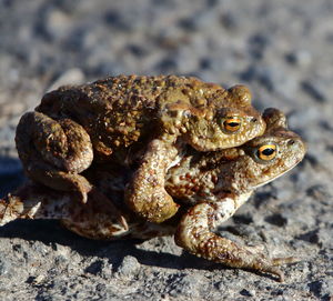 Close-up of frog on rock