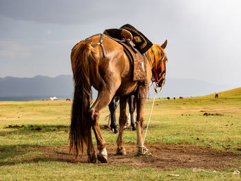 Horse grazing on field