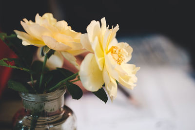 Close-up of white rose flower vase