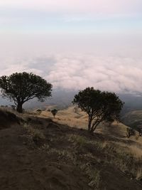 Trees on field against sky