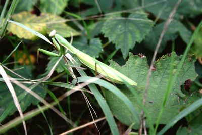 Close-up of lizard on plant