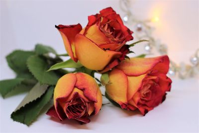 Close-up of rose bouquet against white background